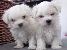 Mini Maltese Puppies Klaar om te vertrekken