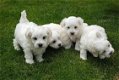 Mini Maltese Puppies Klaar om te vertrekken - 1 - Thumbnail