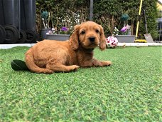 Schattige Cocker Spaniel pups te koop