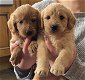 Schattige Labradoodles-puppy's beschikbaar - 0 - Thumbnail