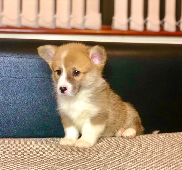 Welsh Corgi Pembroke-puppy's te koop - 0