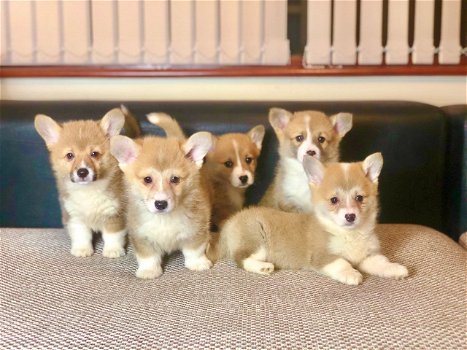 Welsh Corgi Pembroke-puppy's te koop - 1