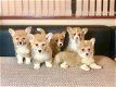 Welsh Corgi Pembroke-puppy's te koop - 1 - Thumbnail