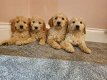 Goldendoodle-puppy's te koop - 0 - Thumbnail