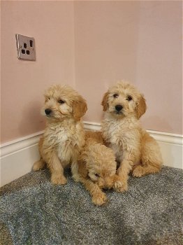 Goldendoodle-puppy's te koop - 1
