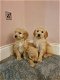 Goldendoodle-puppy's te koop - 1 - Thumbnail