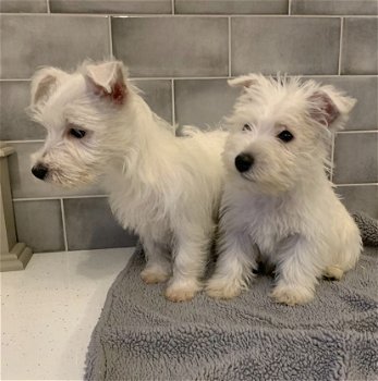 West Highland Terrier-puppy's te koop - 0