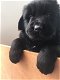 Newfoundland puppies! - 0 - Thumbnail