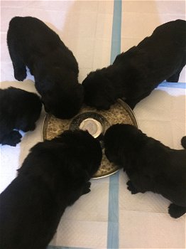 Newfoundland puppies! - 1