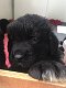 Newfoundland puppies! - 3 - Thumbnail