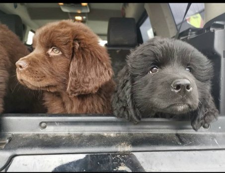 Newfoundland puppies! - 4