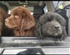 Newfoundland puppies! - 4 - Thumbnail