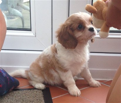 Cavalier King Charles Spaniel. - 1