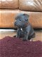 Staffordshire Bull Terrier - 3 - Thumbnail