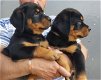 Rottweiler-puppy's - 0 - Thumbnail
