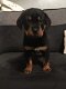 Rottweiler-puppy's - 2 - Thumbnail