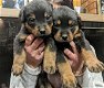 Rottweiler-puppy's - 4 - Thumbnail