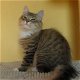 Siberische kittens met 5gen stamboom - 0 - Thumbnail