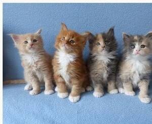 super schattige mooie Maine coon kittens - 0