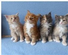super schattige mooie Maine coon kittens