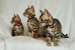 Verbazingwekkende Tica geregistreerde mooie Bengaalse kittens - 0