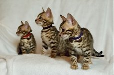 Verbazingwekkende Tica geregistreerde mooie Bengaalse kittens 