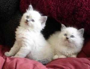 Mooie Ragdoll Kittens - 0