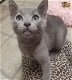 Russische blauwe kittens te koop - 0 - Thumbnail