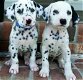 Kc geregistreerde zwartgevlekte Dalmatische puppy's - 0 - Thumbnail