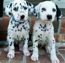 Kc geregistreerde zwartgevlekte Dalmatische puppy's