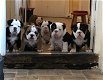 Mooie Britse Bulldog-puppy's - 0 - Thumbnail