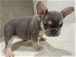 Kwaliteit Franse Bulldog-puppy's - 0 - Thumbnail