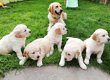 Mooie Golden Retriever-puppy's - 0 - Thumbnail