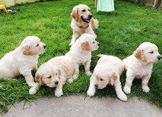 Mooie Golden Retriever-puppy's