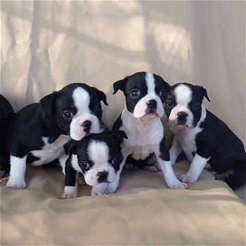 Mooie Boston Terriers - 0