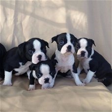 Mooie Boston Terriers