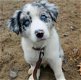 Geweldige Border Collie-puppy's. - 0 - Thumbnail