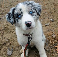 Geweldige Border Collie-puppy's.