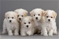 Bichon Frise-puppy's - 0 - Thumbnail