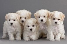 Bichon Frise-puppy's