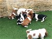 Verbluffende Basset Hound-puppy's - 0 - Thumbnail