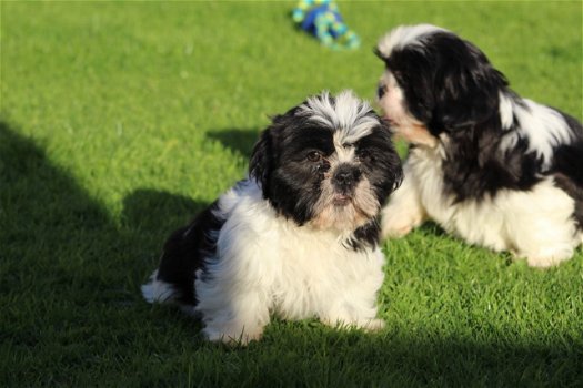 Lieve mannelijke en vrouwelijke Shih Tzu-puppy's - 0