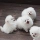 Mooie Pommeren puppy's - 0 - Thumbnail