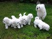 Prachtige Maltese puppy's - 0 - Thumbnail