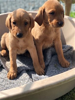 Schattige Labrador-puppy's - 0