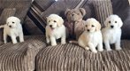 Prachtige Labradoodle-puppy's - 0 - Thumbnail