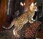 Mooie Bengaalse kittens klaar om te gaan - 1 - Thumbnail