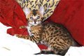 Mooie Bengaalse kittens klaar om te gaan - 2 - Thumbnail