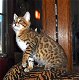 Mooie Bengaalse kittens klaar om te gafgf - 2 - Thumbnail