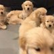 mooie Golden Ritrievers pups klaar voor een nieuw huis - 0 - Thumbnail
